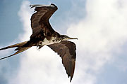 Picture 'Eq1_21_07 Frigatebird, Galapagos, Espanola, Gardner Bay'